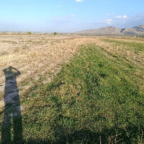 ekin meydan yeri