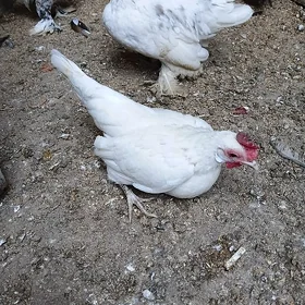karlik