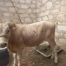okuzçe