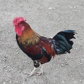 horaz