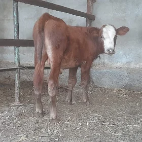 ökuzce