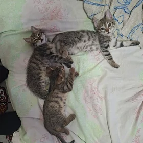 3sany kici pisik