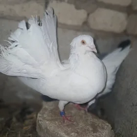 kepderi pawlin