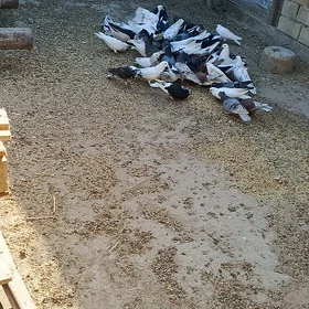 kepderi