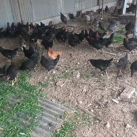 Ataks paroda 6 aýlyk towuklar