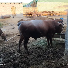 öküz