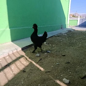 towyk