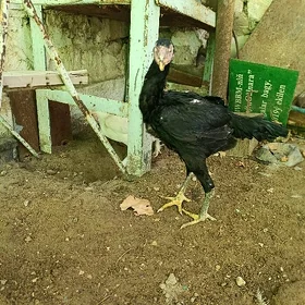 Taşkent mäki