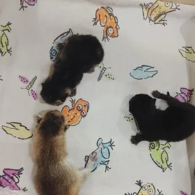 котята