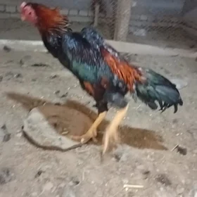 horaz