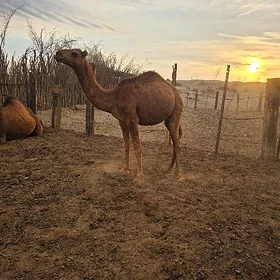 Ogsuk
