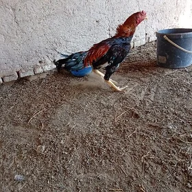 horaz