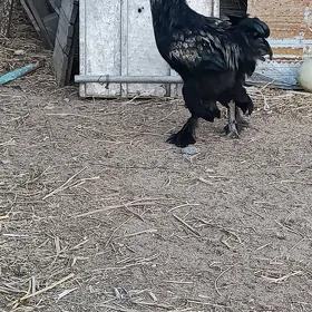 horaz