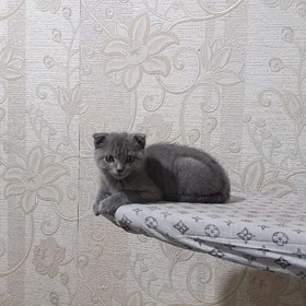 шатлански кошка Şatlanski