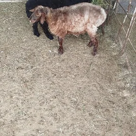 tokly