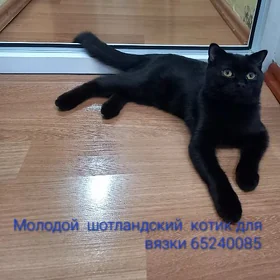 Кот для вязки