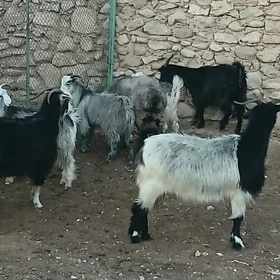 Geçi