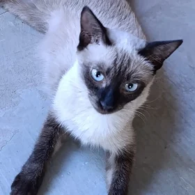 сиямская кошка