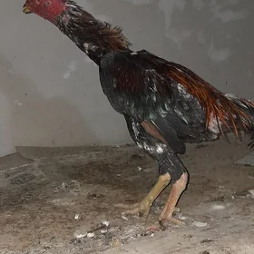 Horaz
