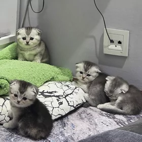 котята