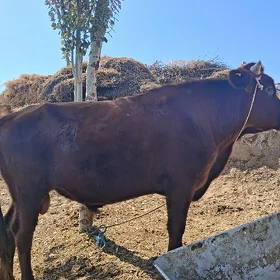 Öküz