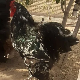 BRAMA