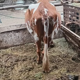 sygyr