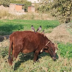 gulajyn
