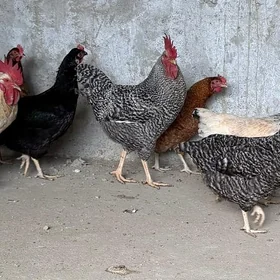 Daminat  yumurtga
