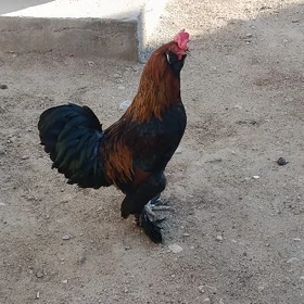 horaz