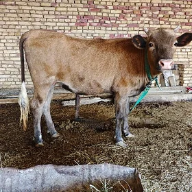 Gulajyn bakylan