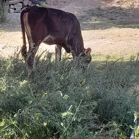 Arassa tohym tuwe