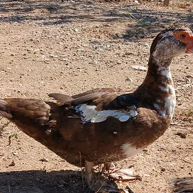 indautga ördek🦆