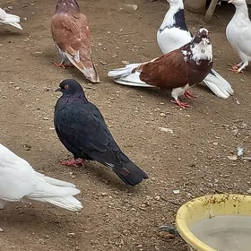 kepderi