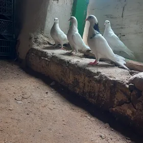 kepderi