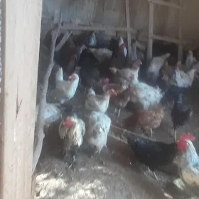 Horazlar we towuklar