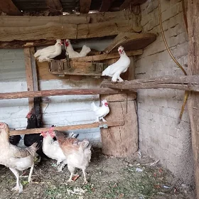 karlık horazlar