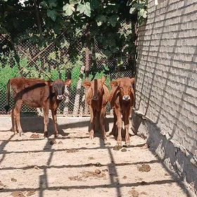 Göle