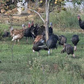 horaz gara sazada we induklar