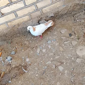 Kepderi