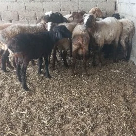 tokli
