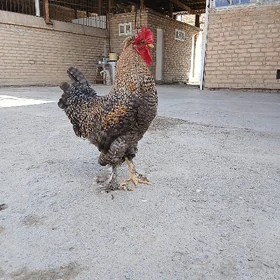 Horaz