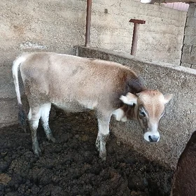okuzce
