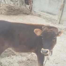 1 yasan Öküz