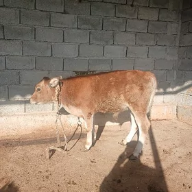 okuzce