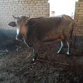 баклык сыгыр