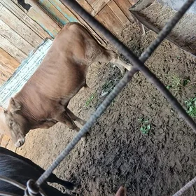 OKUZÇE