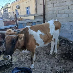 Yaş Sygyr
