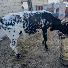 Ýaş ala Sygyr.