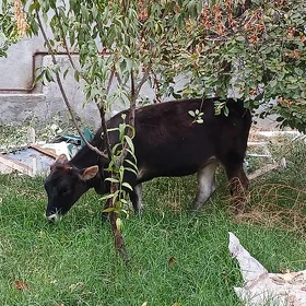 şwes tüwe